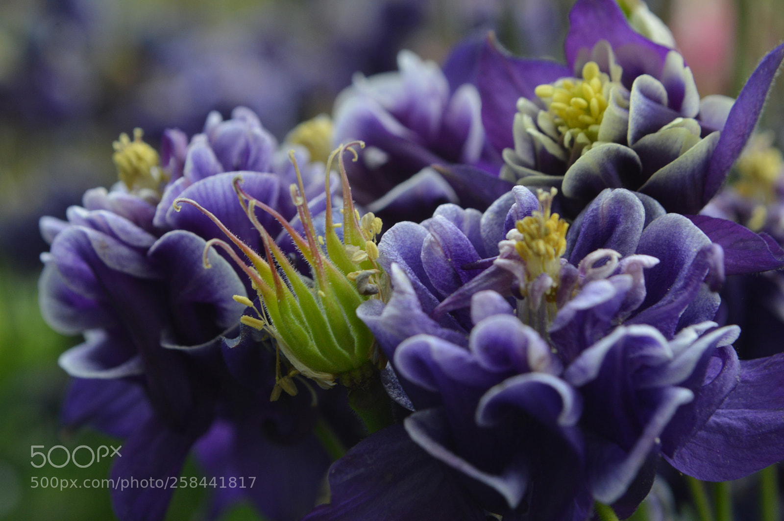 Nikon D3200 sample photo. Blue columbines photography