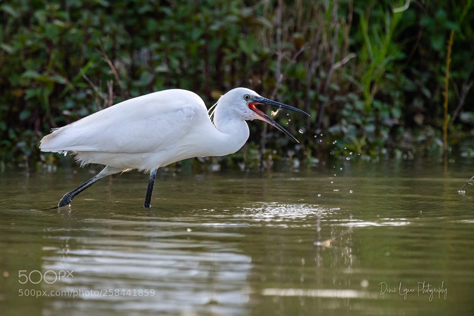 Nikon D5 sample photo. Un amuse-gueule photography