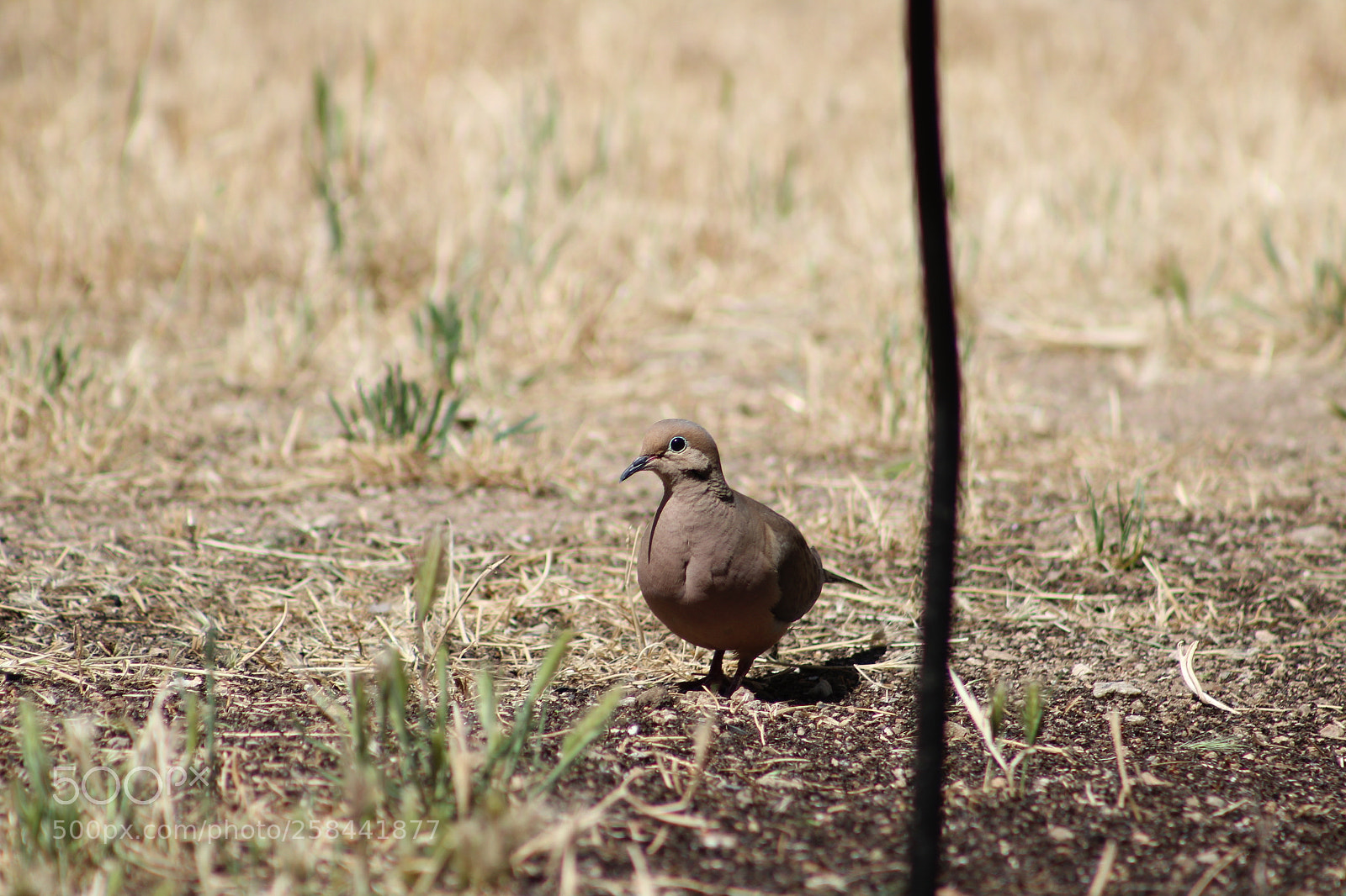 Canon EF 75-300mm f/4-5.6 sample photo. Mourning dove photography
