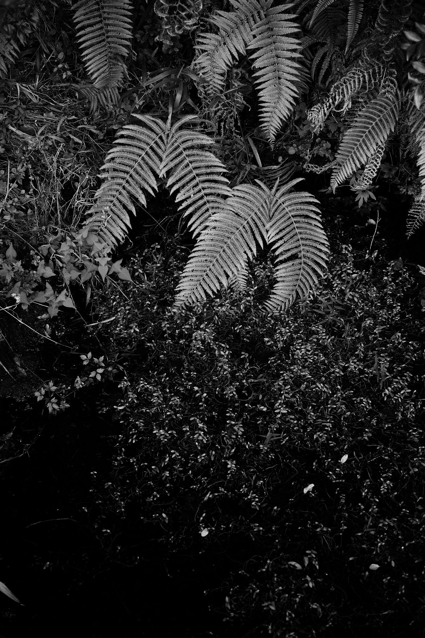Sigma DP2 Merrill sample photo. Fern photography