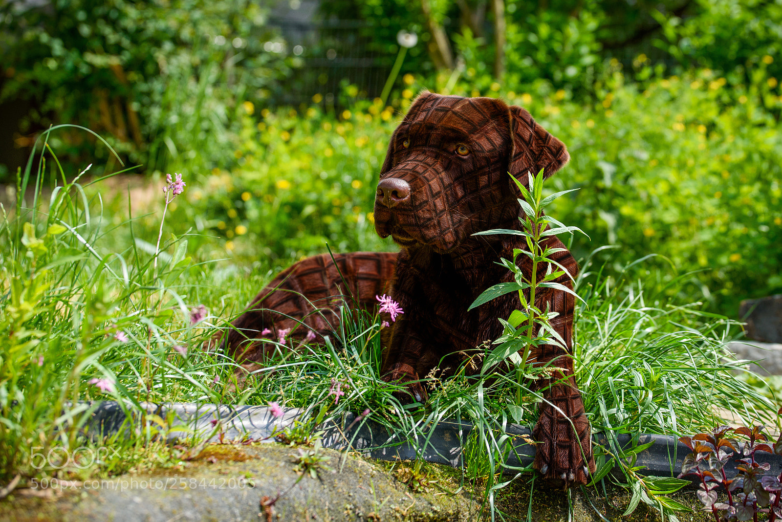 Nikon D750 sample photo. Choco labby photography