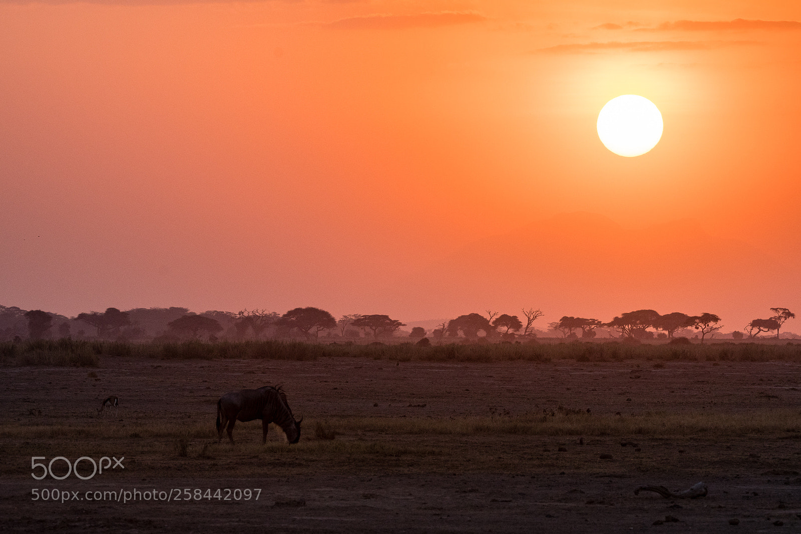 Nikon D500 sample photo. Lonely wildebeest at african photography