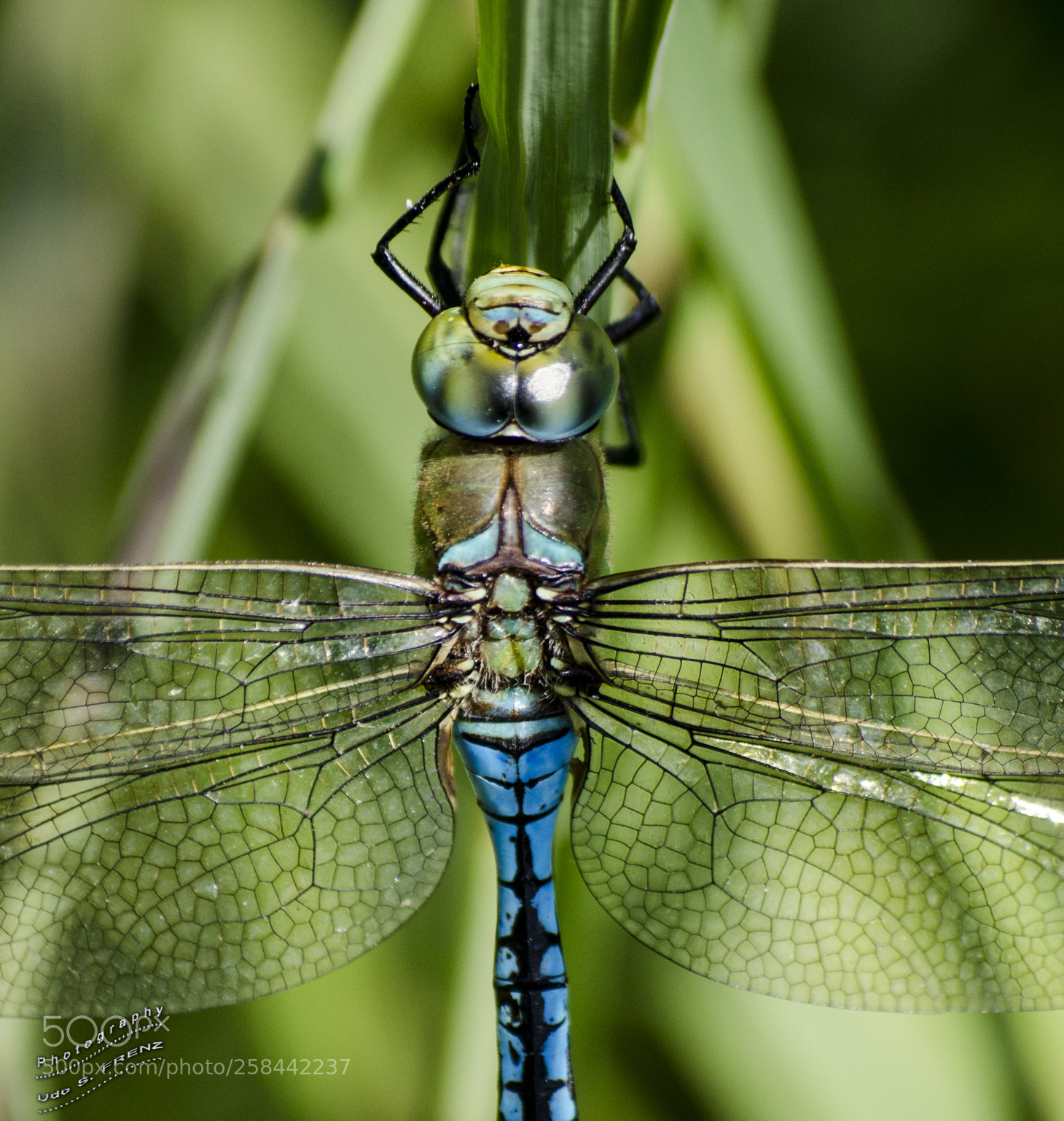 Nikon D5100 sample photo. Libellen (dragonflies) photography