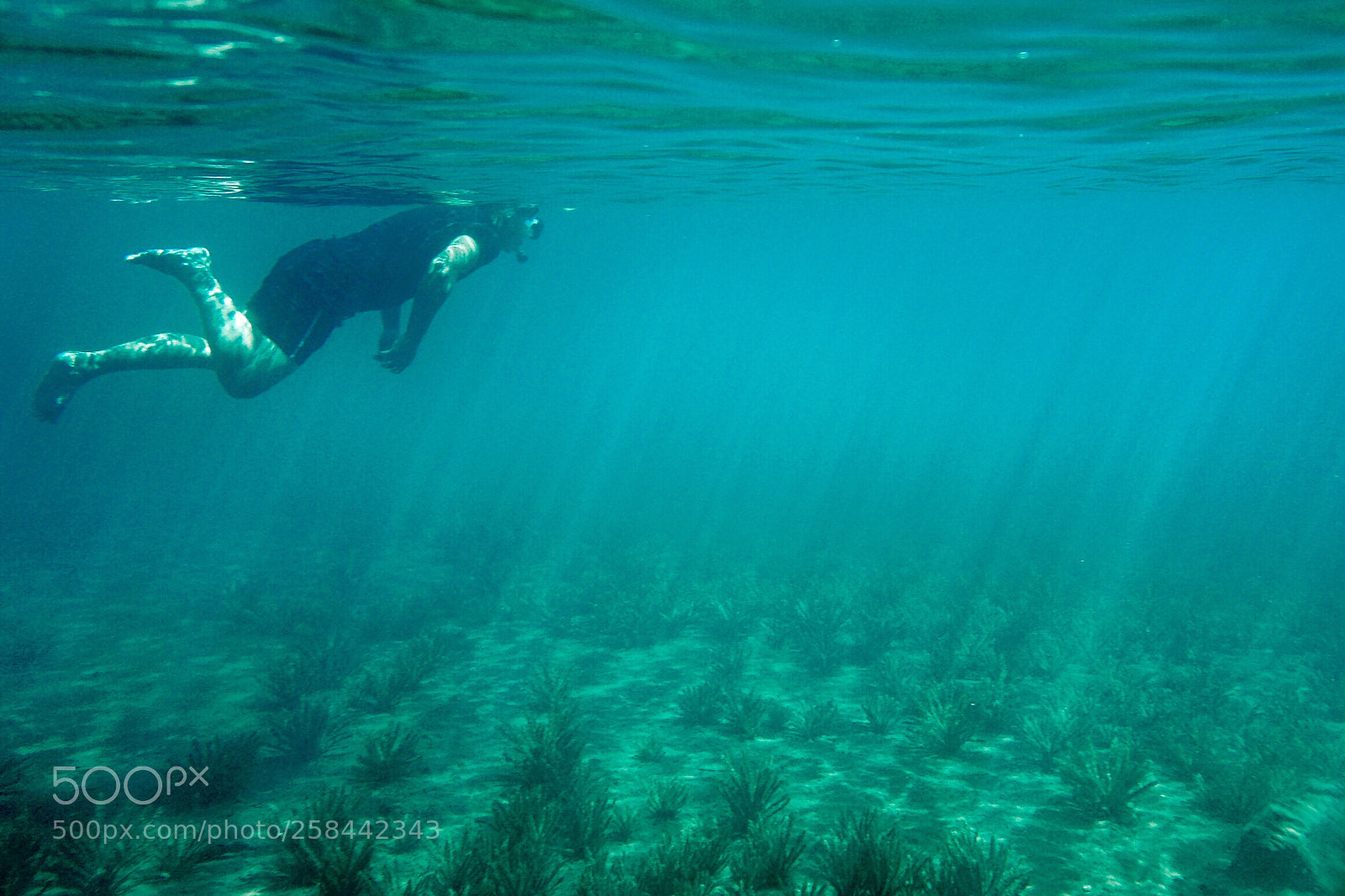 Sony a6000 sample photo. Swimming in the rays photography