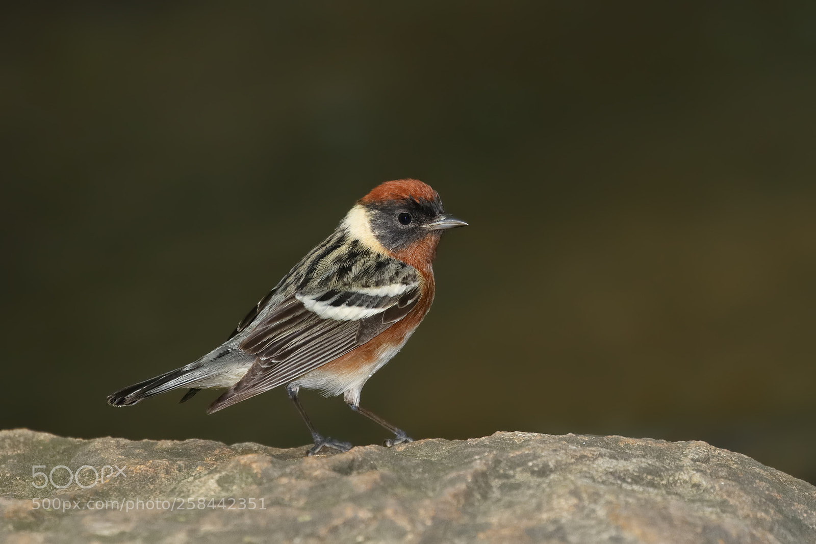 Canon EOS-1D X Mark II sample photo. Bay breasted warbler on photography