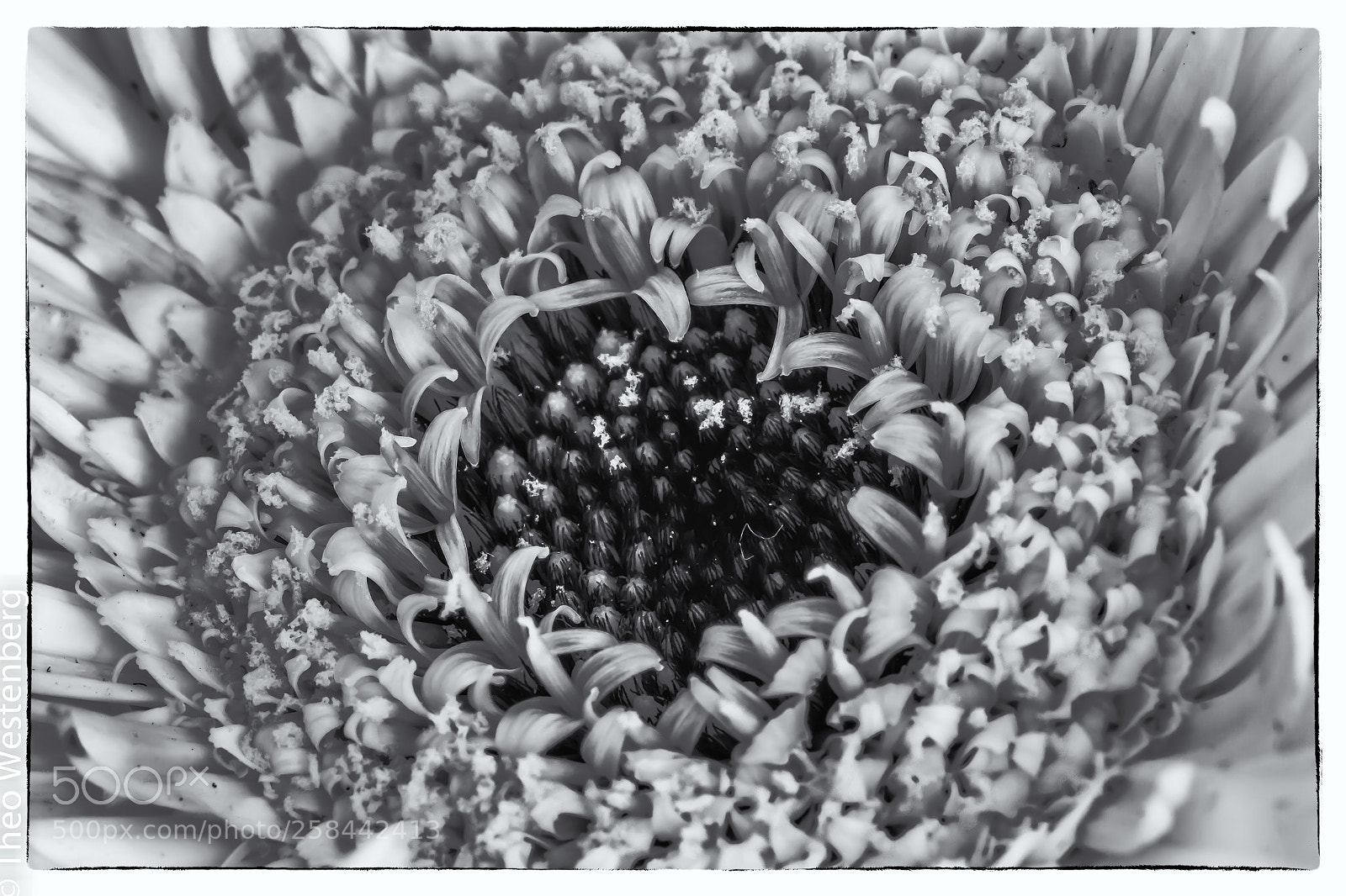 Canon EOS 70D sample photo. Gerbera in bw photography