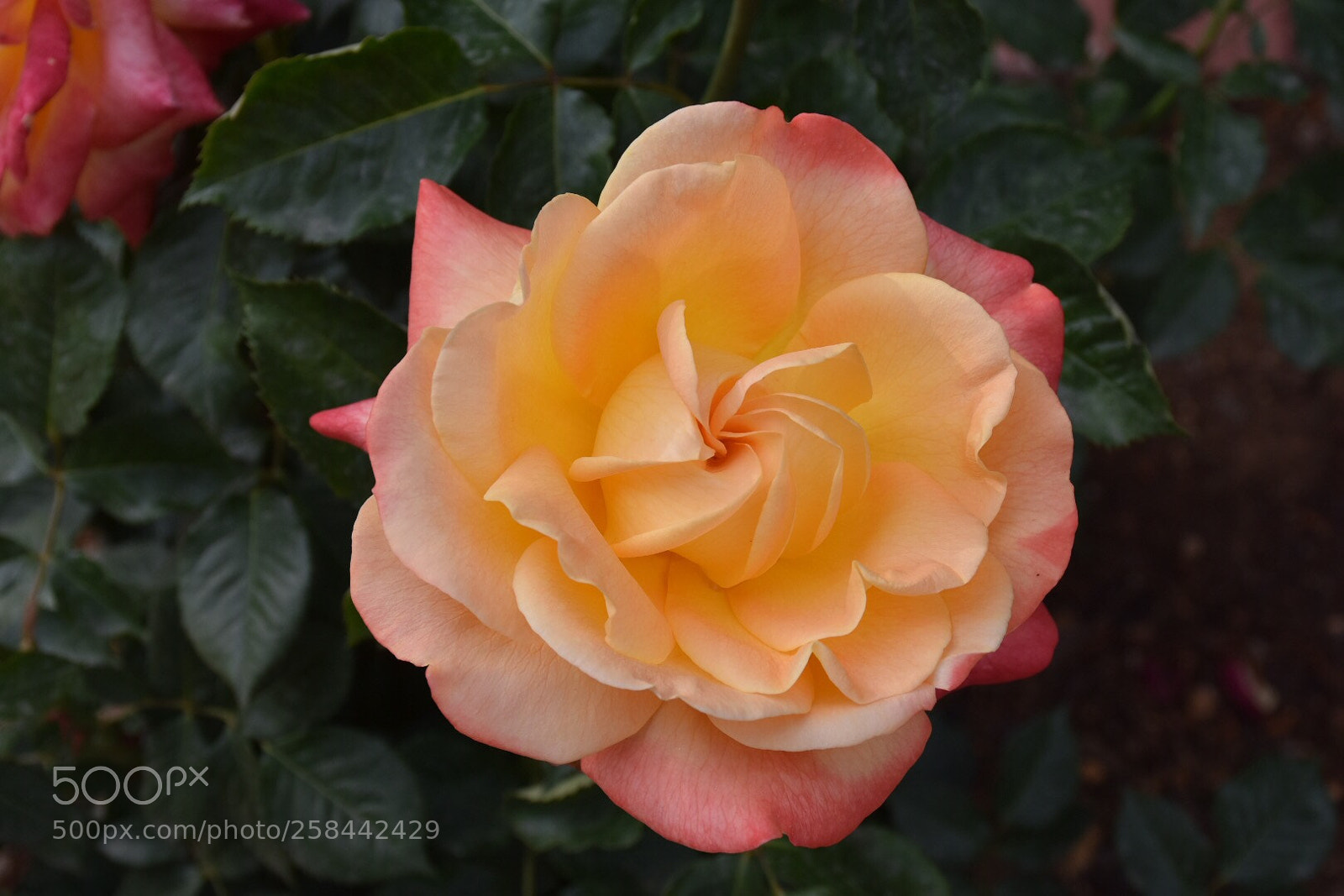 Nikon D7200 sample photo. Untitled photography