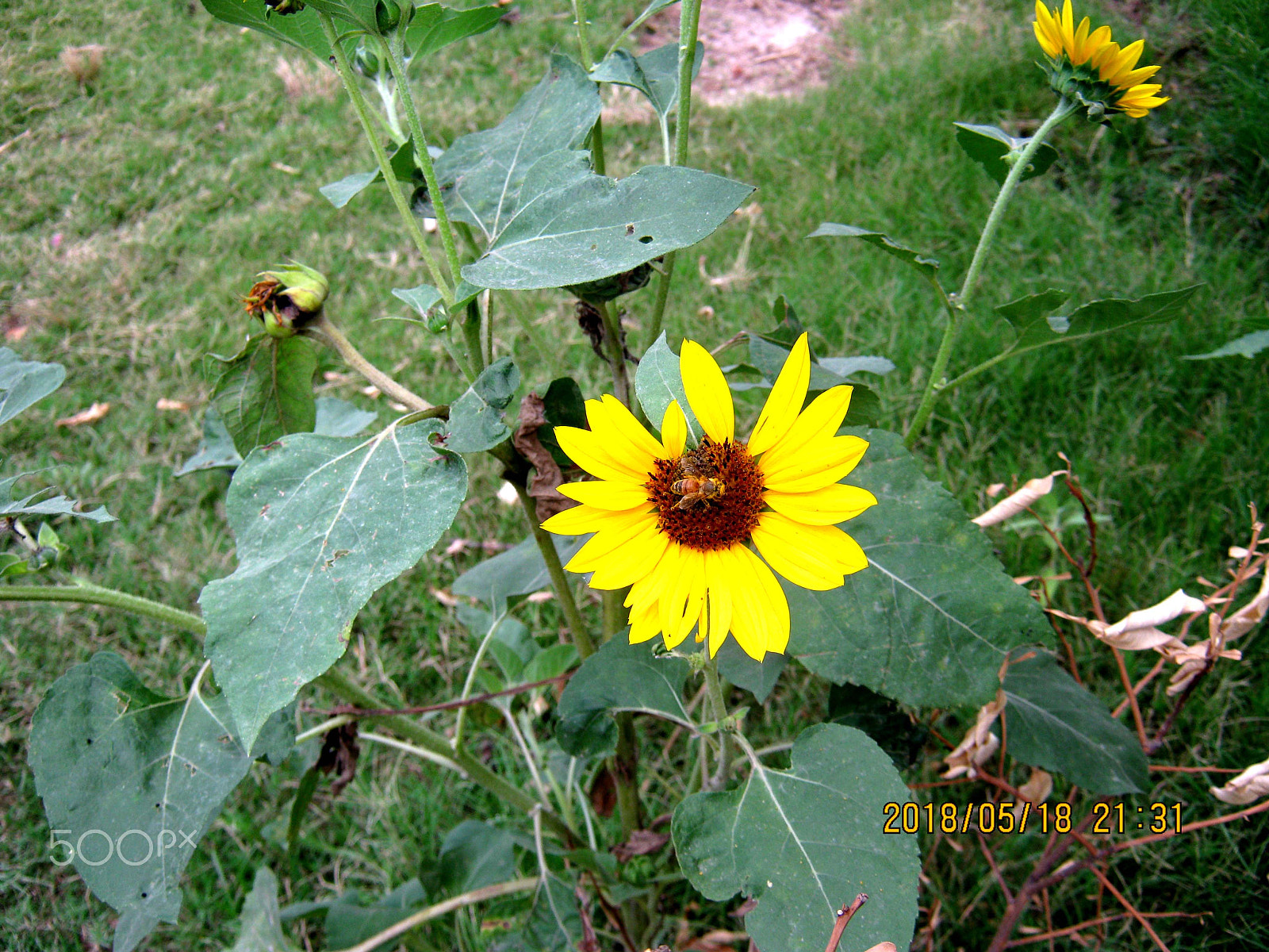 Canon PowerShot A495 sample photo. Sun flower photography