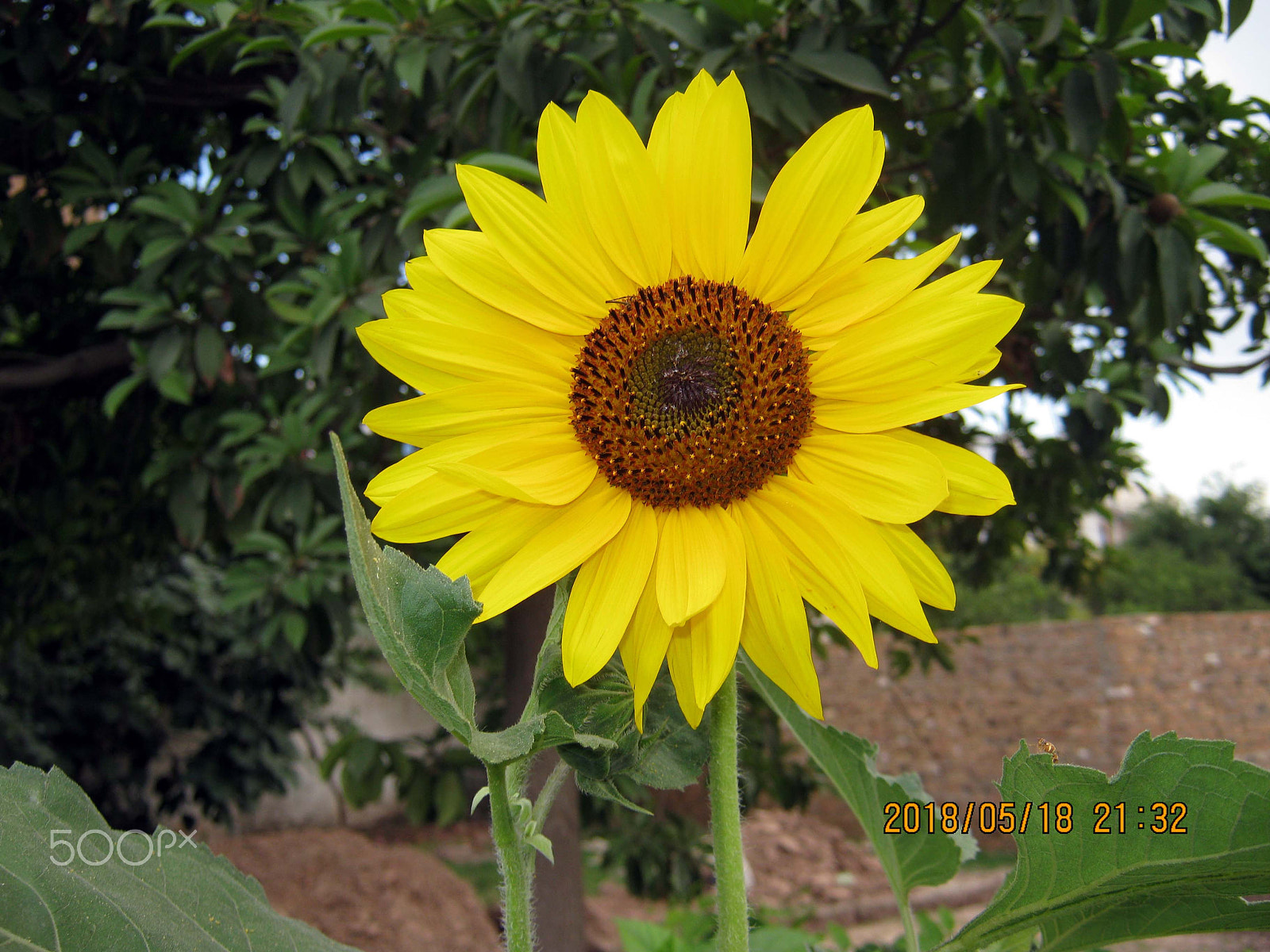 Canon PowerShot A495 sample photo. Sun flower photography