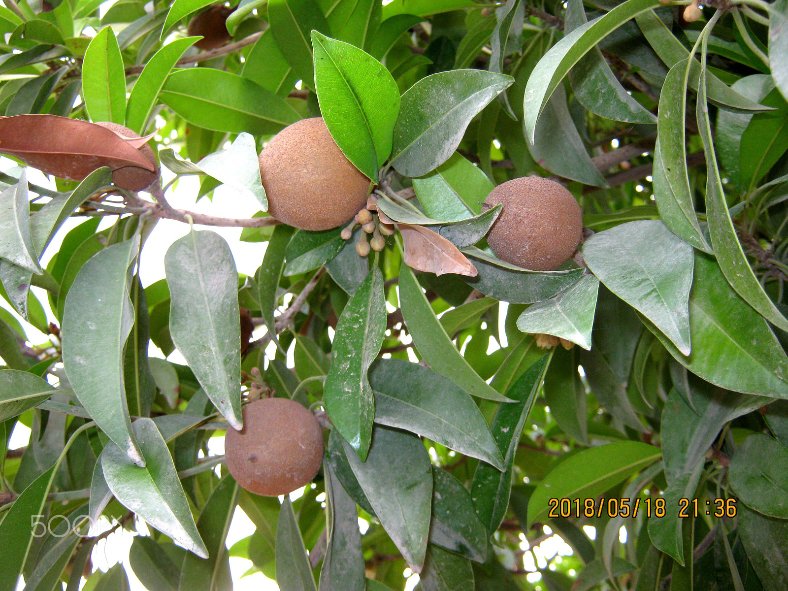 Canon PowerShot A495 sample photo. Plant with fruits photography