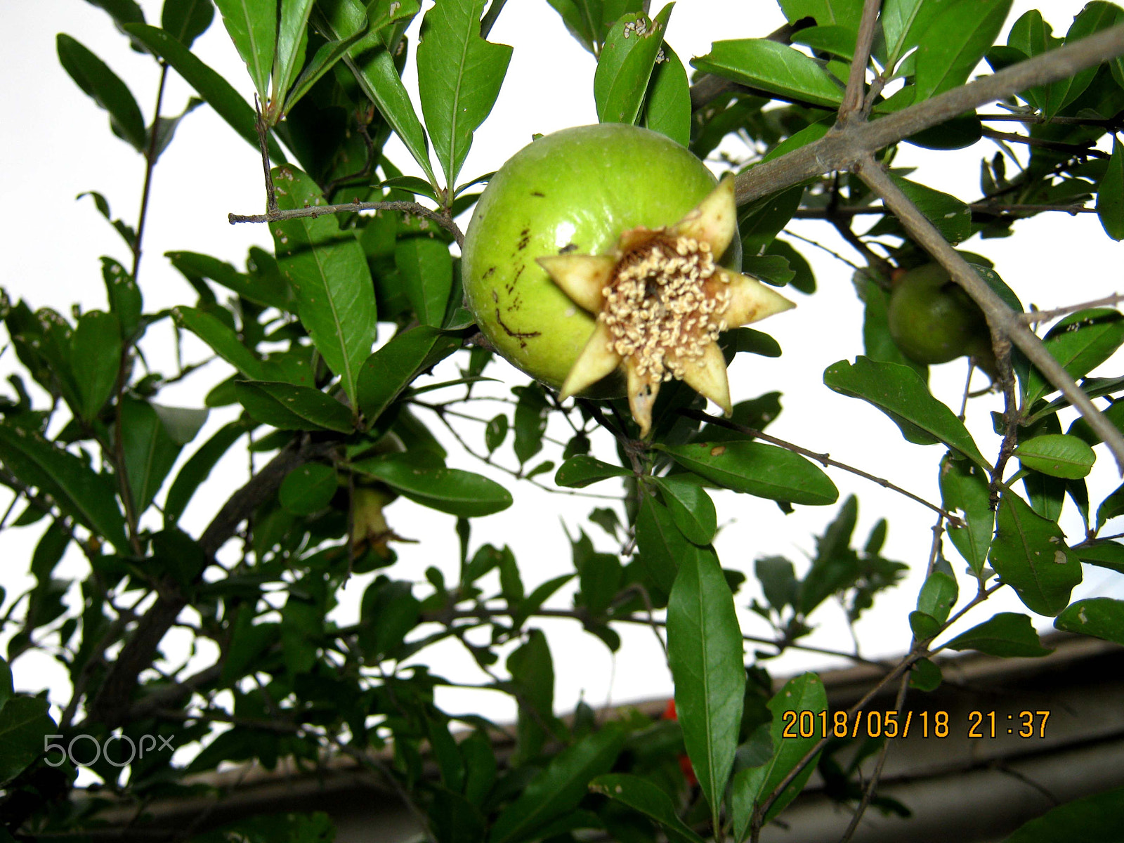 Canon PowerShot A495 sample photo. Plant with fruits photography