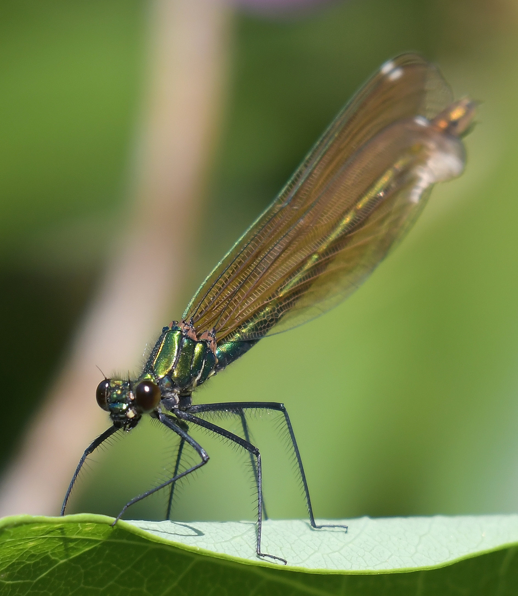 Nikon AF-S Nikkor 200-500mm F5.6E ED VR sample photo. Dragonfly 1 photography