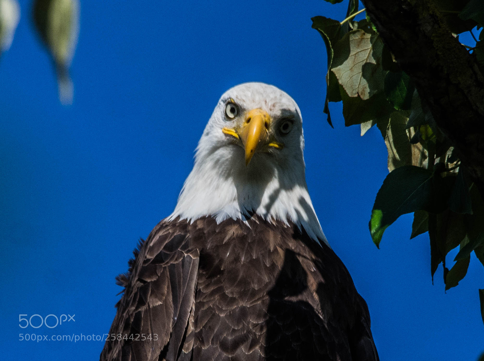 Nikon D7200 sample photo. Eagle eye photography