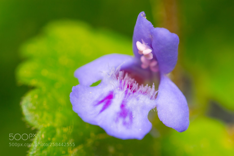 Canon EOS 6D sample photo. Gundermann photography