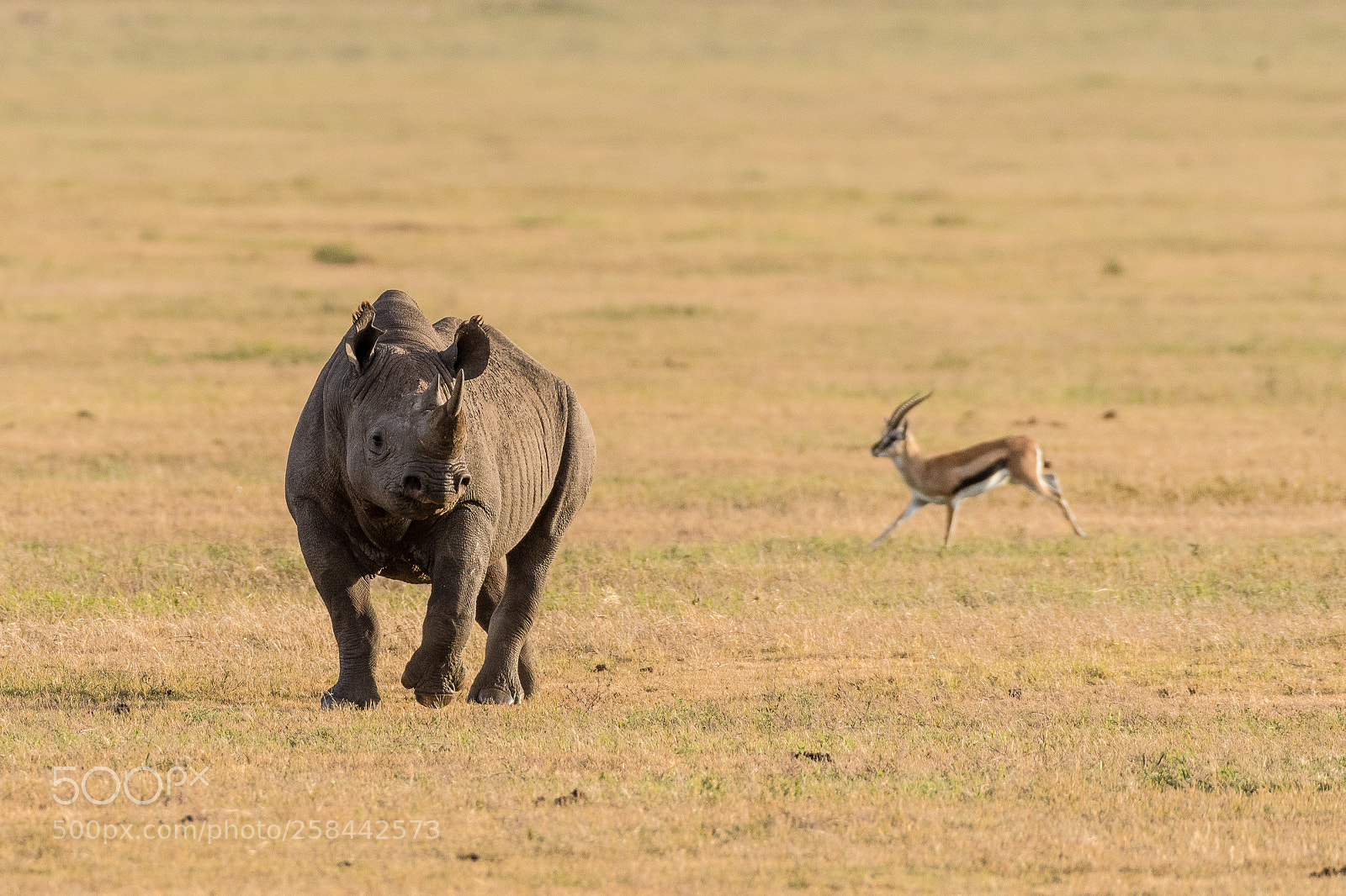 Nikon D500 sample photo. Black rhino with gazelle's photography