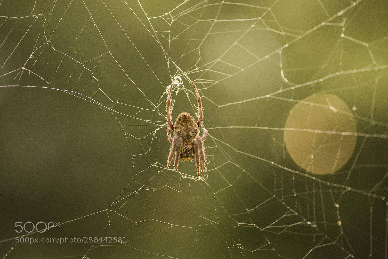 Nikon D600 sample photo. Hairy spider photography