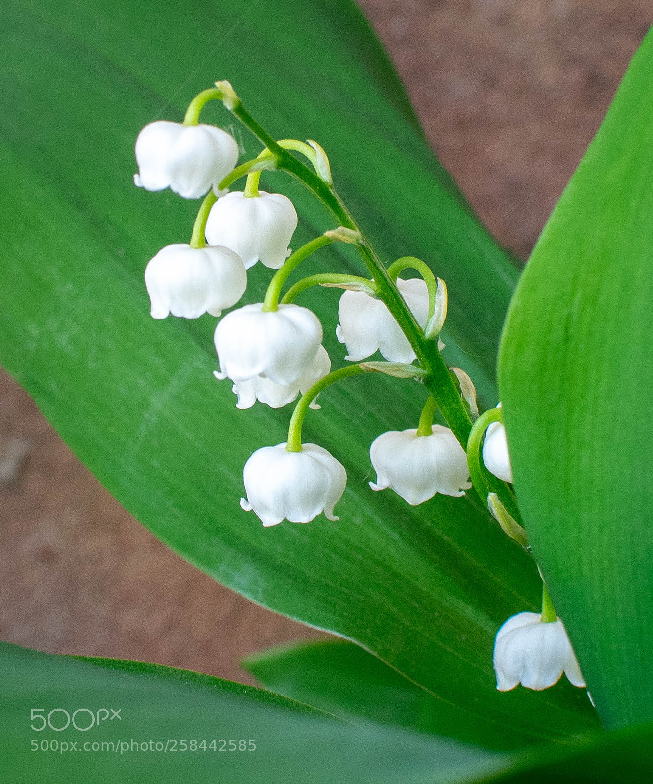 Nikon D3300 sample photo. Lily of the valley photography