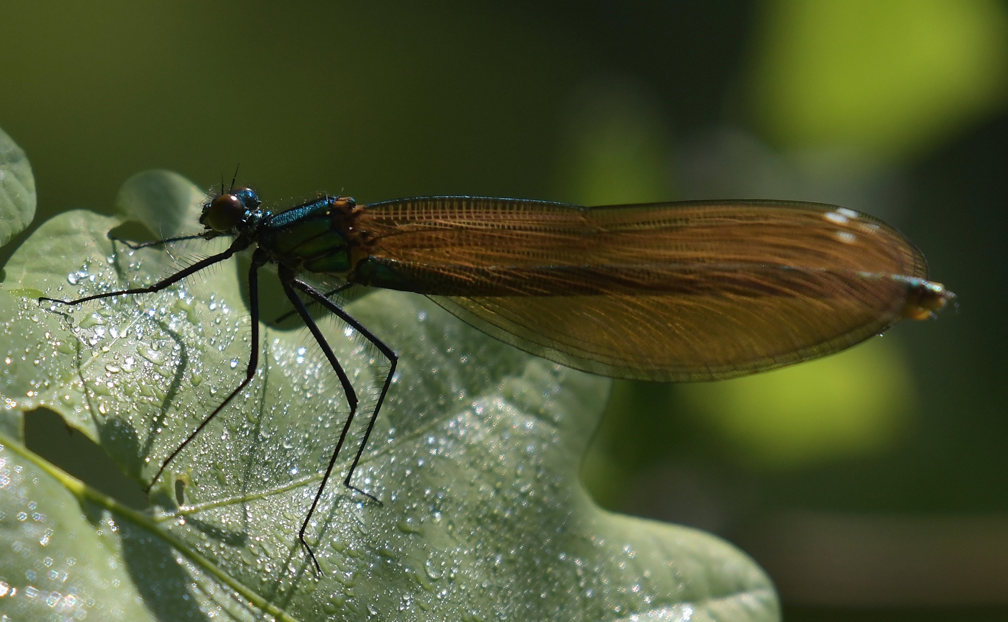 Nikon AF-S Nikkor 200-500mm F5.6E ED VR sample photo. Dragonfly 2 photography