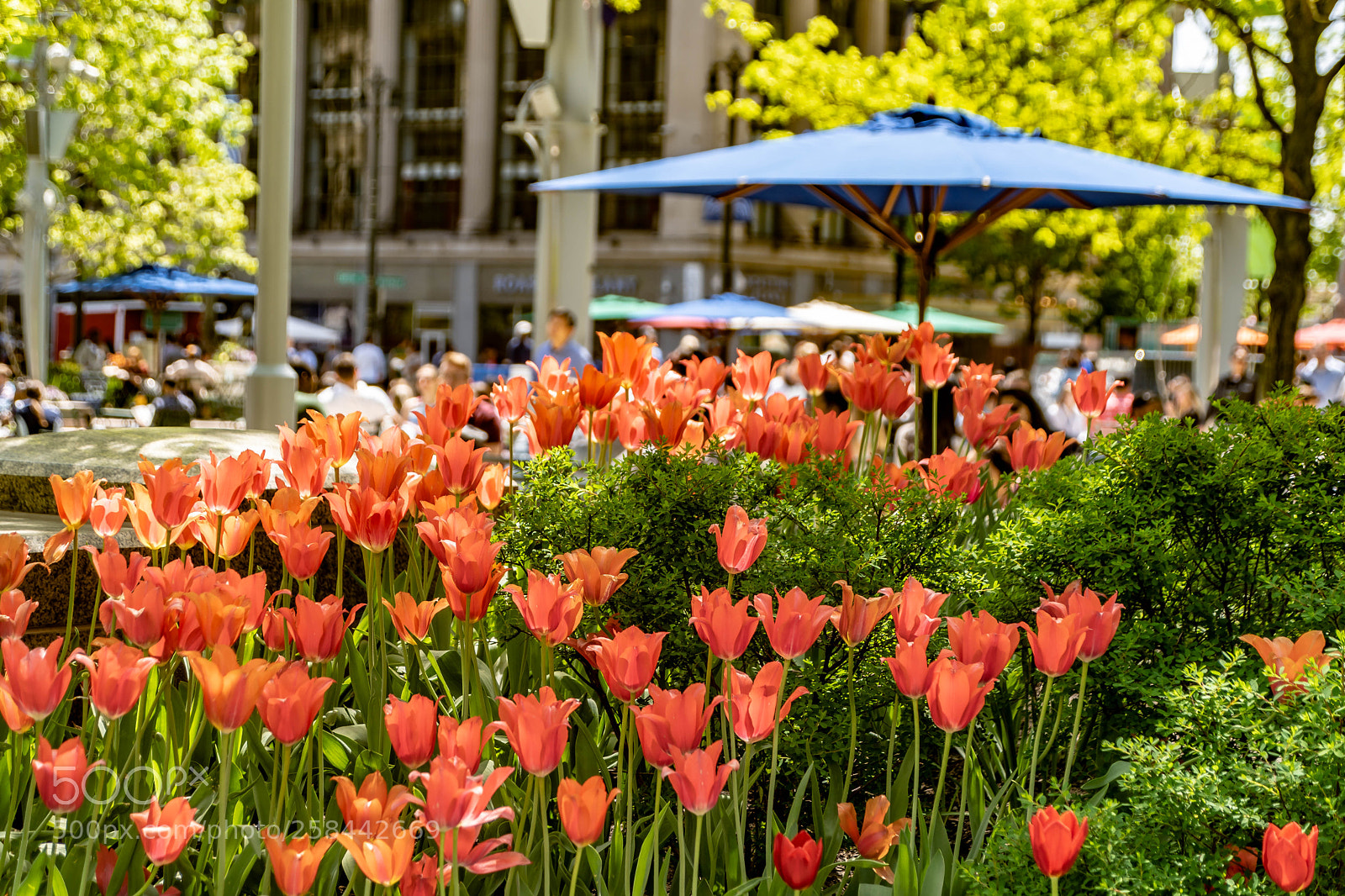 Sony a7 III sample photo. Flowers at campus martius photography