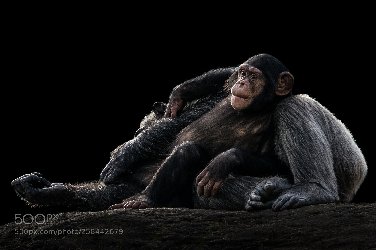 Sony a9 sample photo. Baby chimpanzee and mother photography