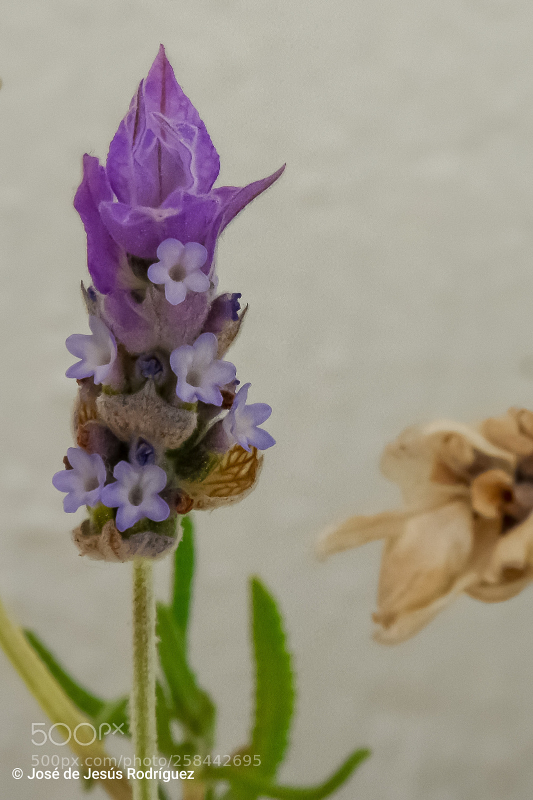 Nikon D7200 sample photo. Lavender flowers photography