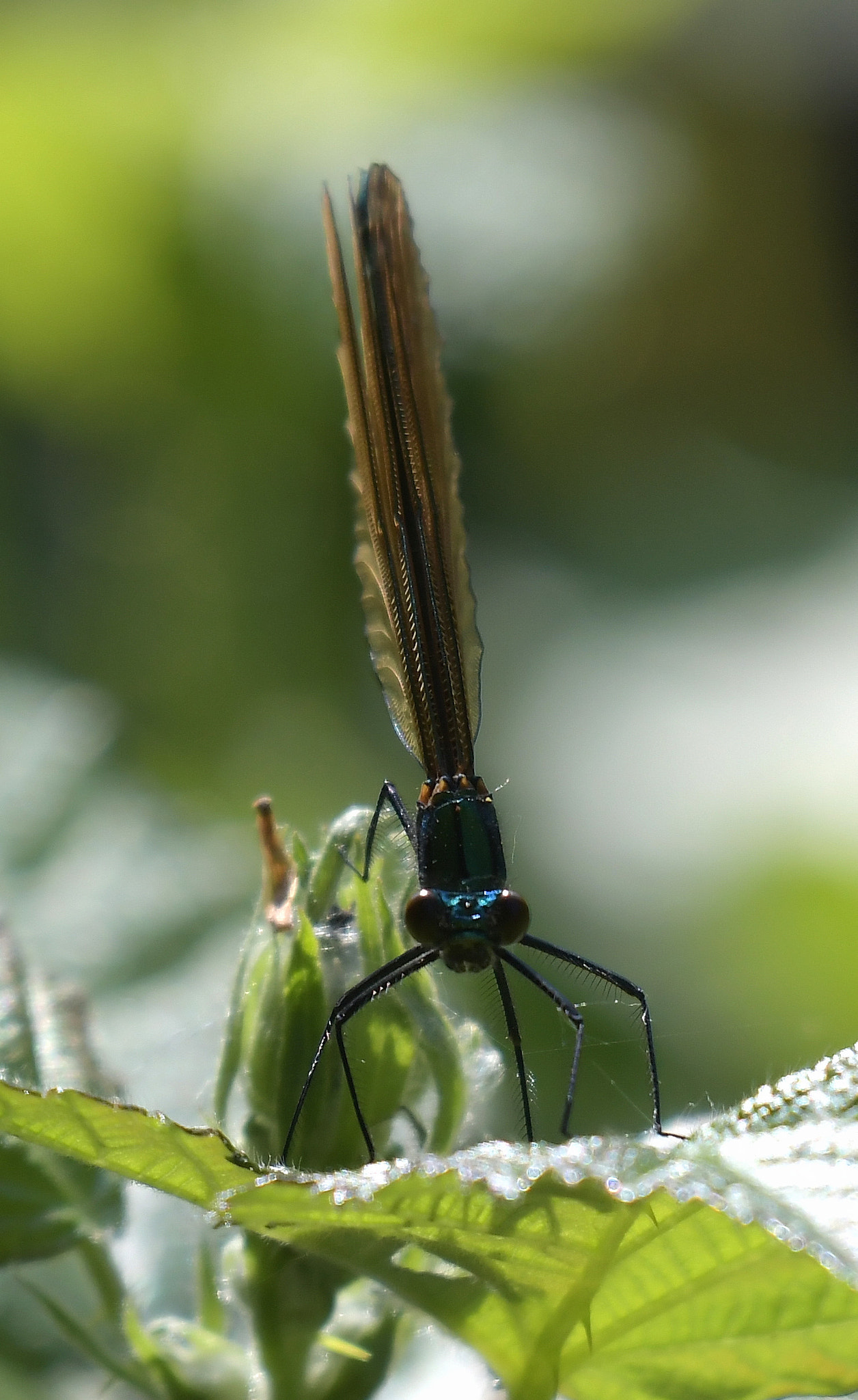 Nikon AF-S Nikkor 200-500mm F5.6E ED VR sample photo. Dragonfly 3 photography