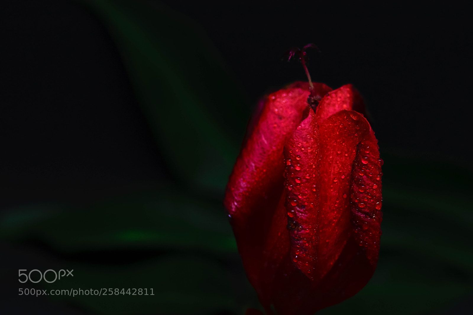 Nikon D5300 sample photo. Red flower photography