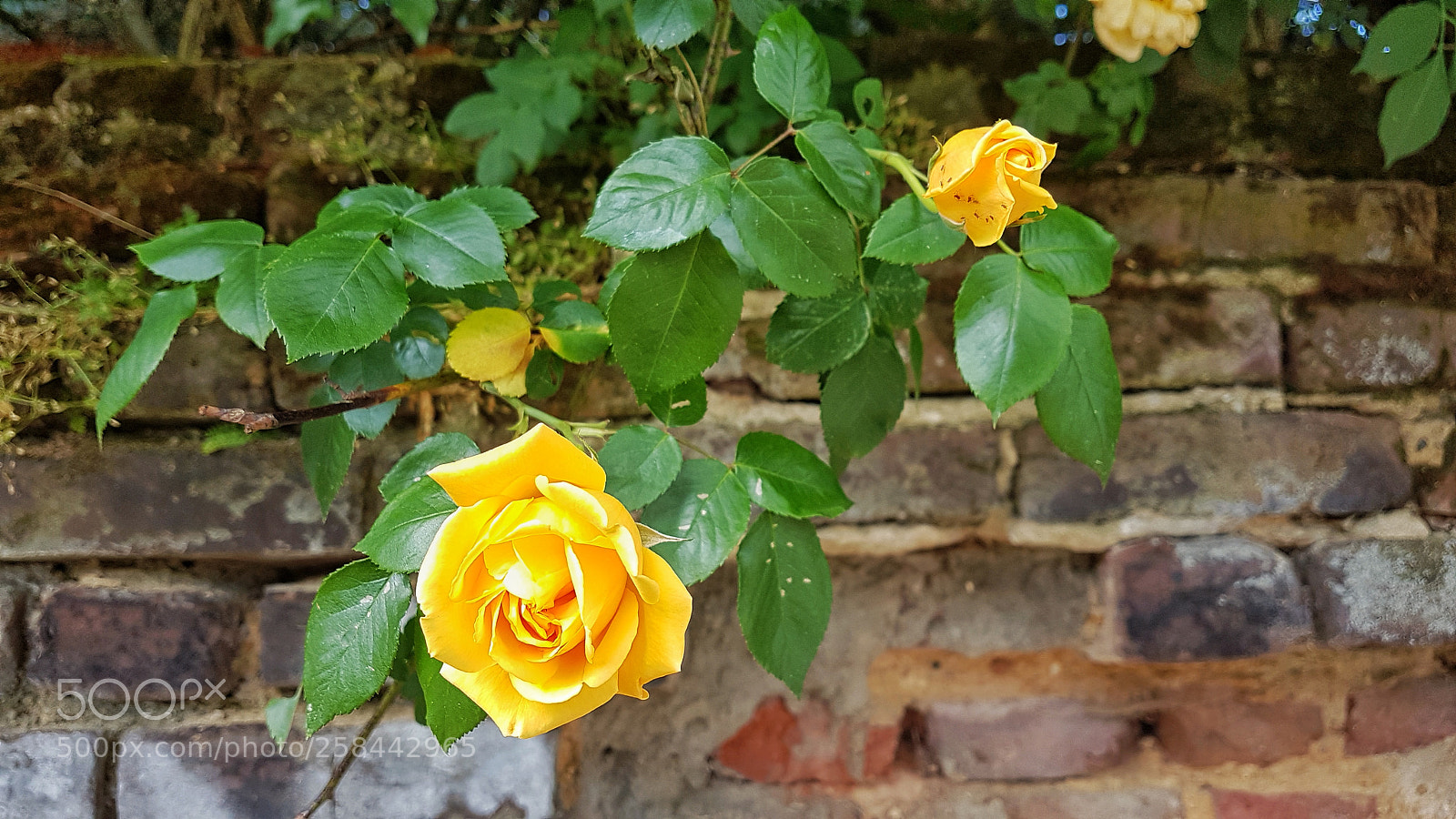 Samsung Galaxy S7 sample photo. Alt und neu photography