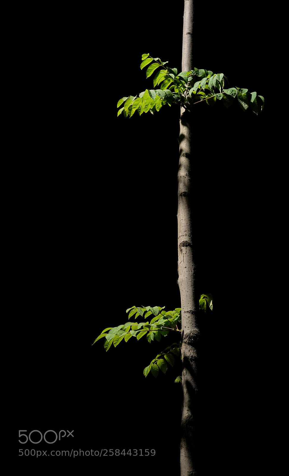 Sony a7S II sample photo. Untitled photography