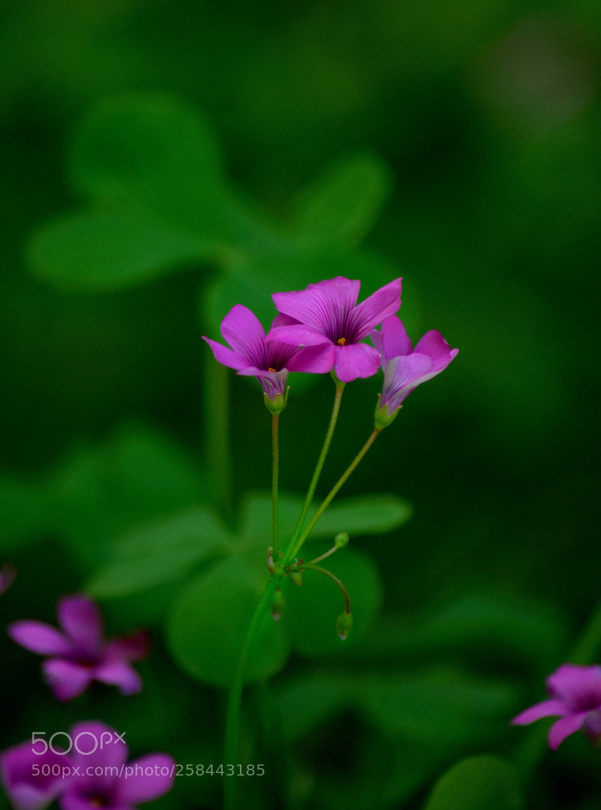 Nikon D5200 sample photo. Untitled photography