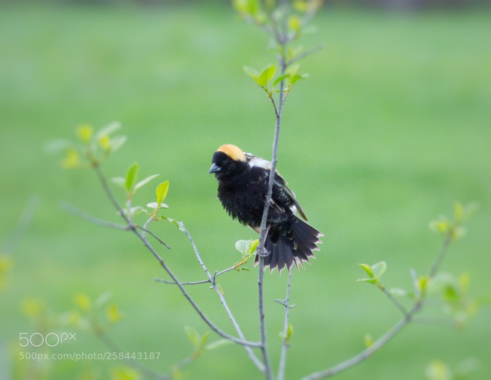 Panasonic Lumix DMC-FZ70 sample photo. Orange-capped bird photography