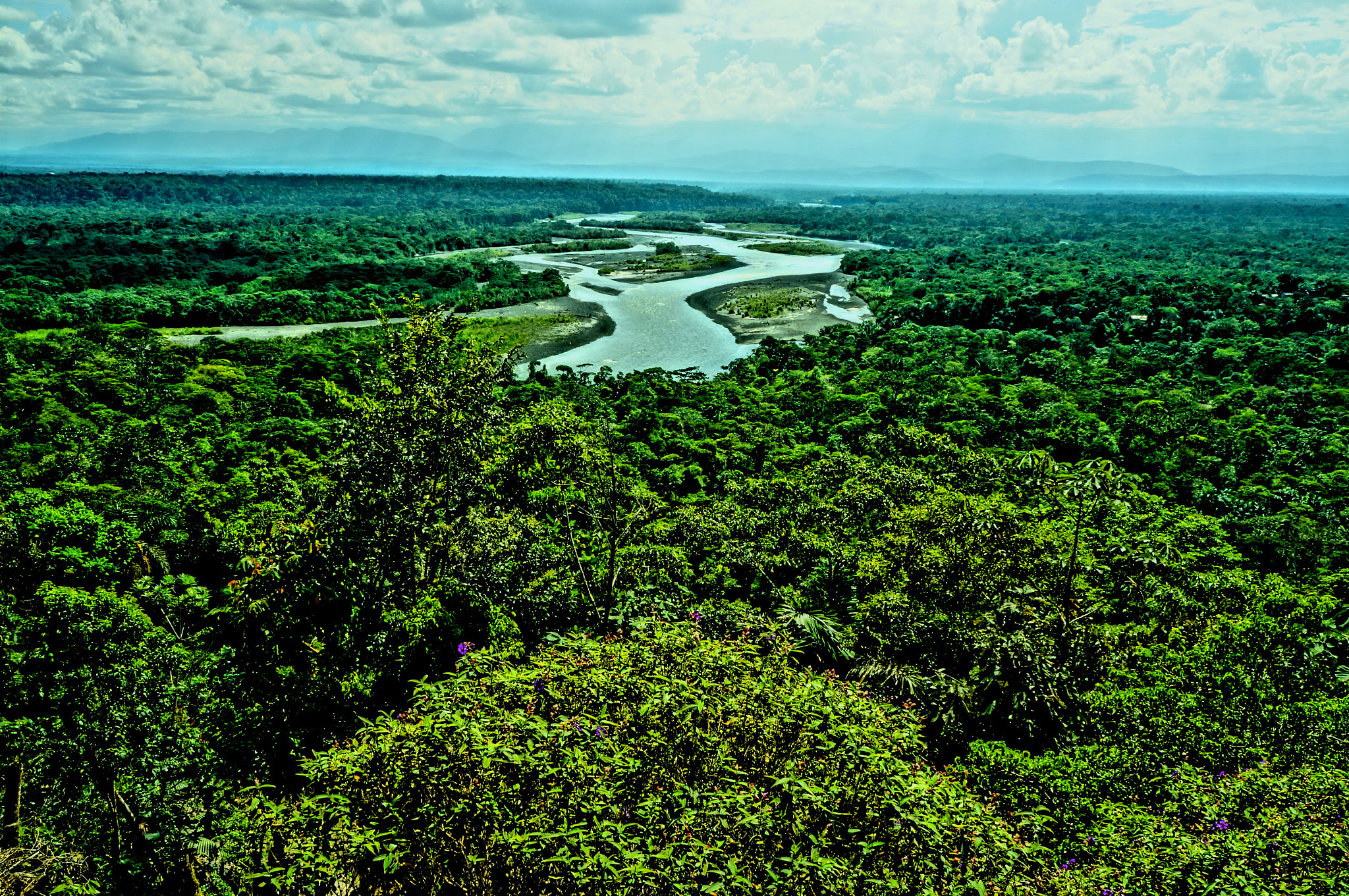 Sony Alpha NEX-5N sample photo. All green? amazon jungle photography