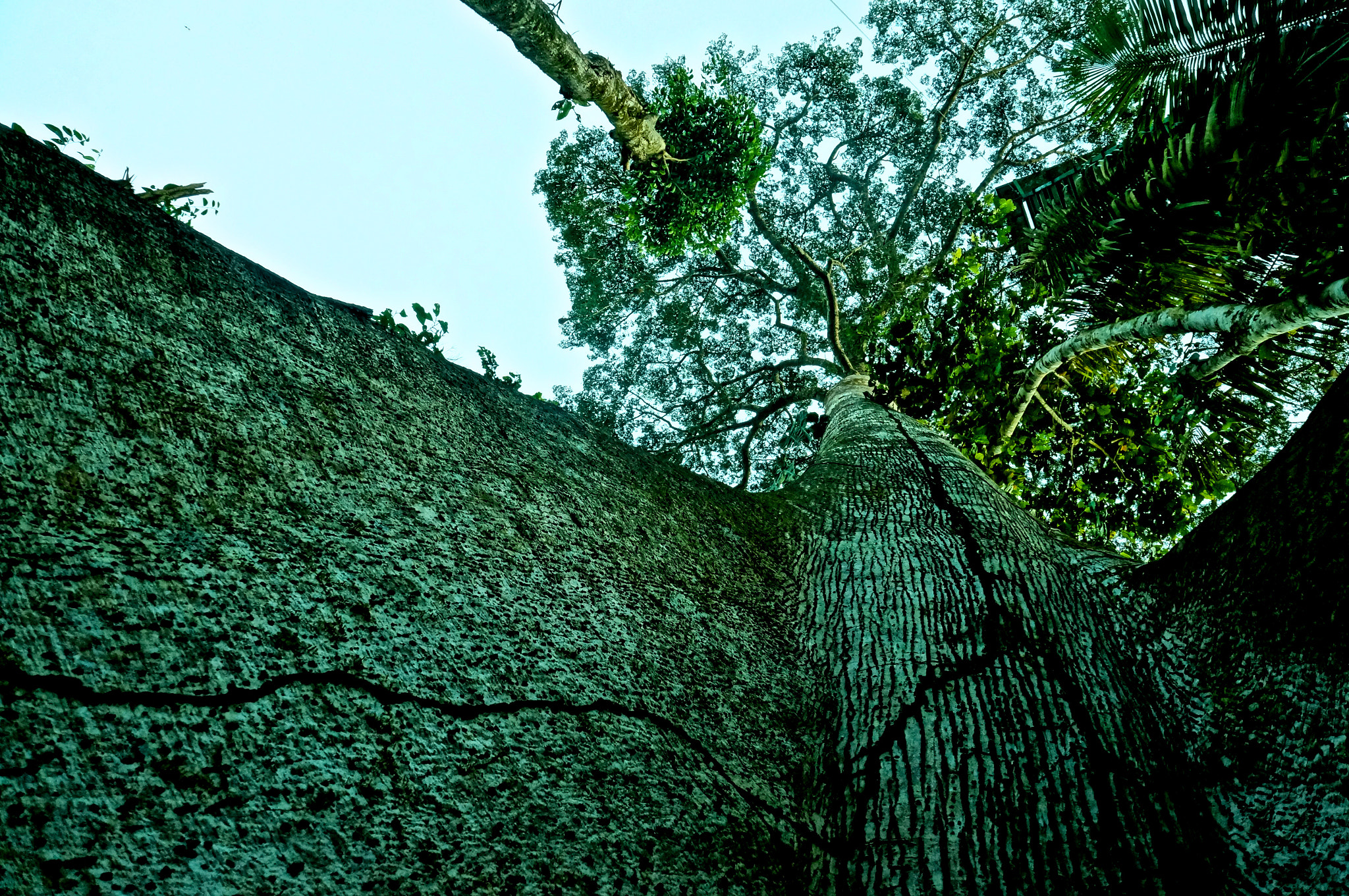 Sony Alpha NEX-5N sample photo. From the roots photography