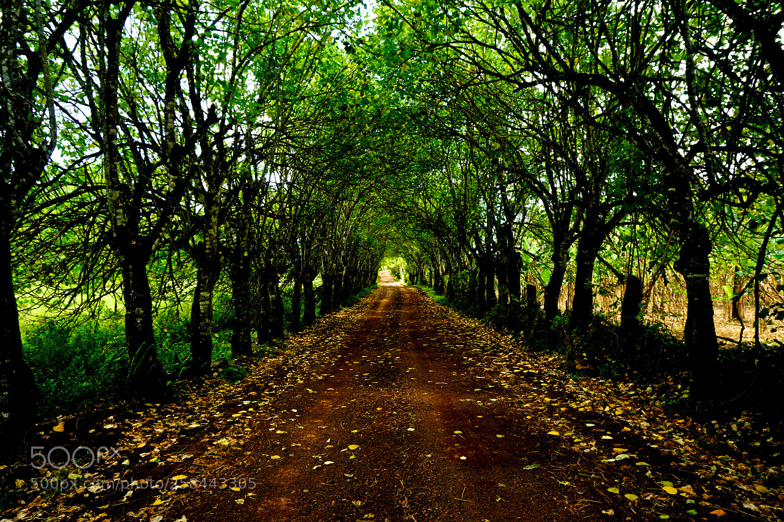 Sony a6000 sample photo. Tree tunnel photography