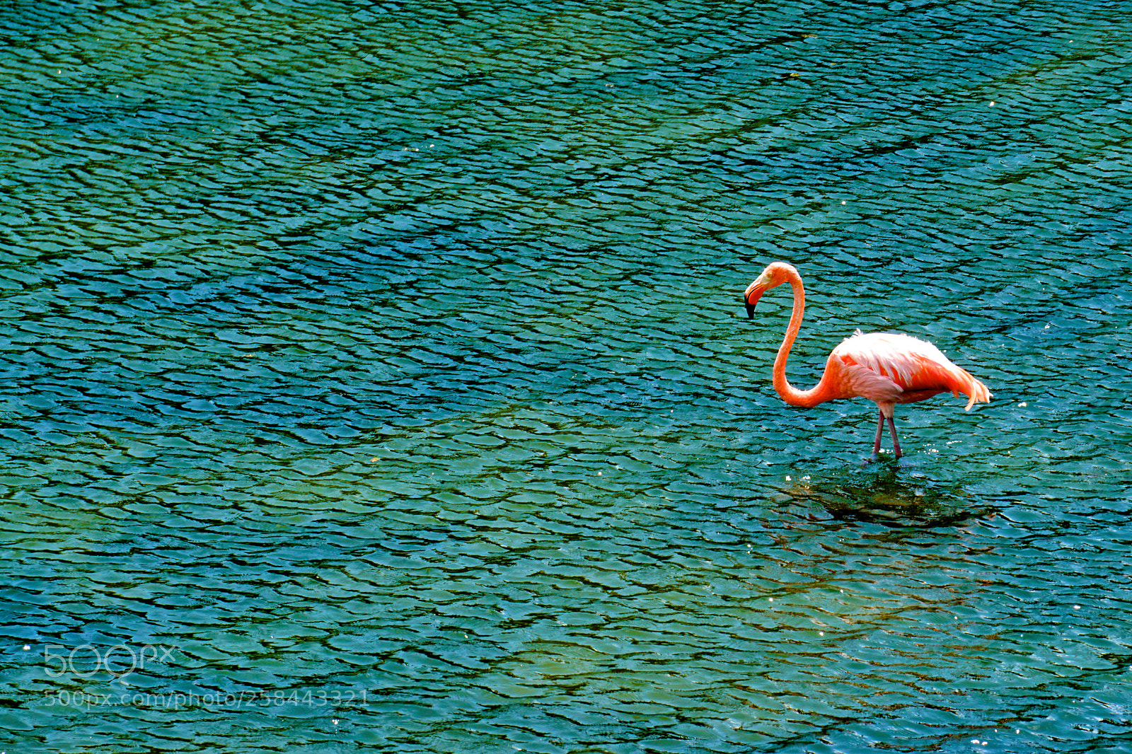 Sony a6000 sample photo. Pink flamingo photography
