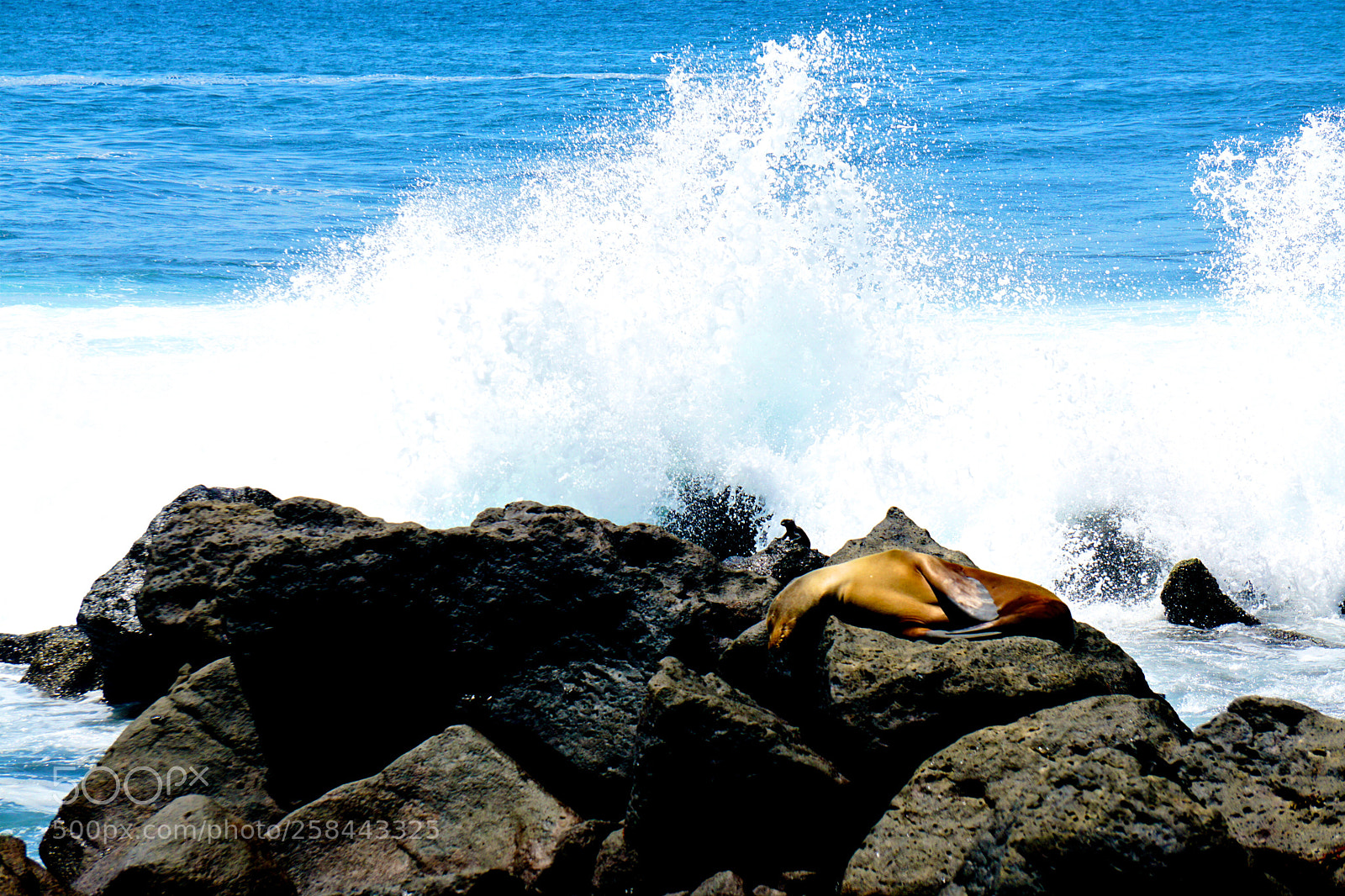 Sony a6000 sample photo. Undisturbed sealion photography