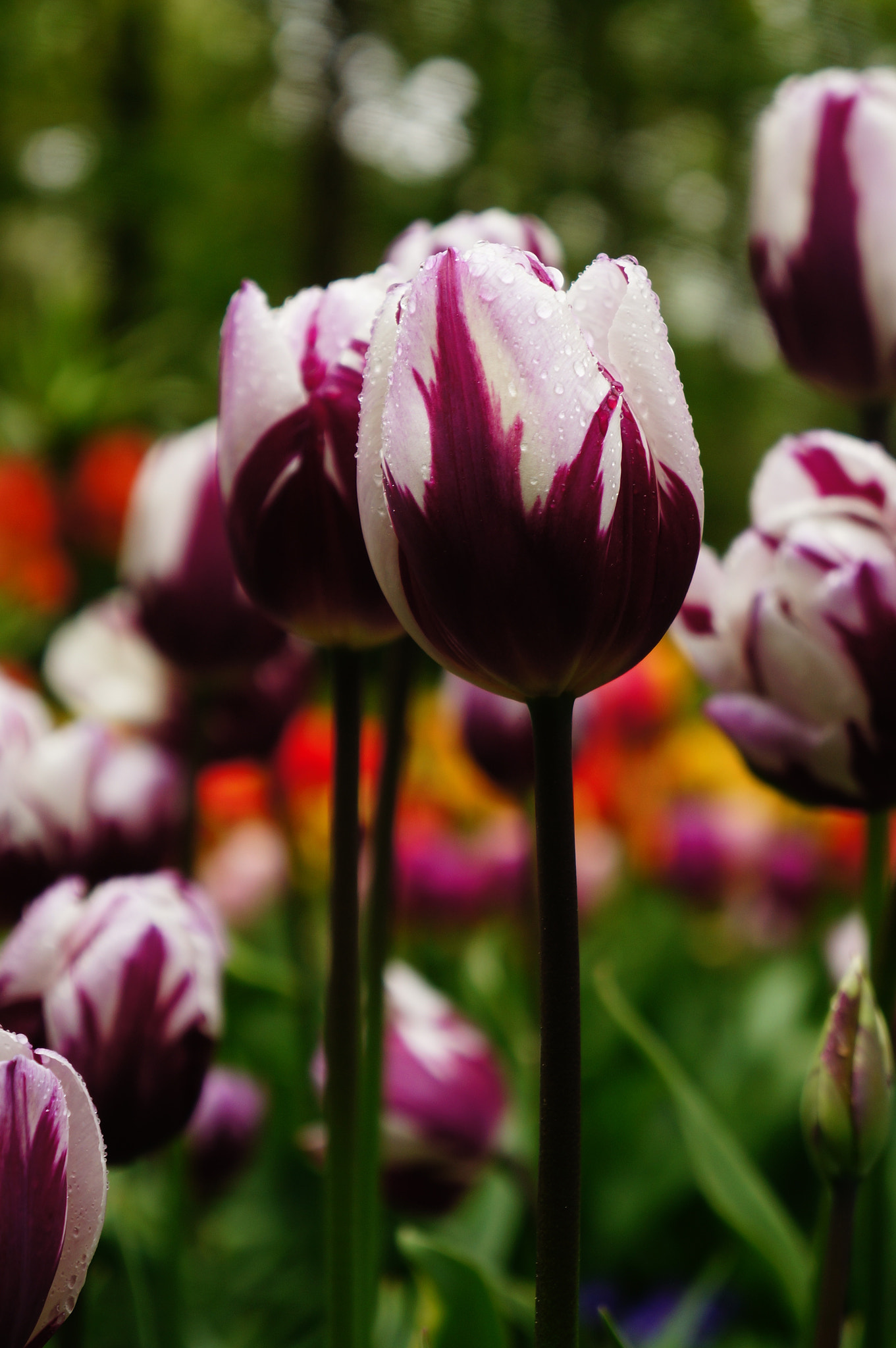 Sony Alpha NEX-5N sample photo. In bloom photography