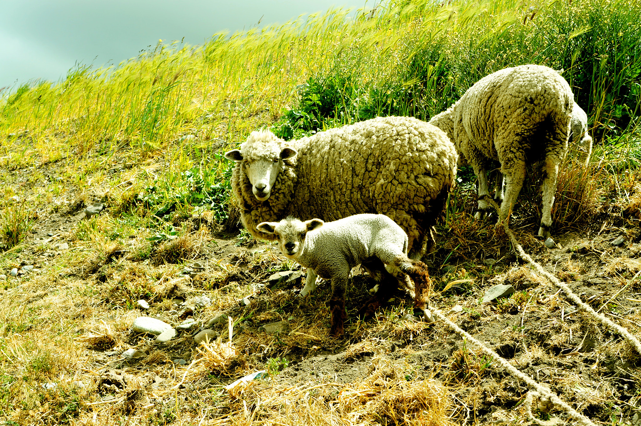 Sony Alpha NEX-5N sample photo. Andean family portrait photography