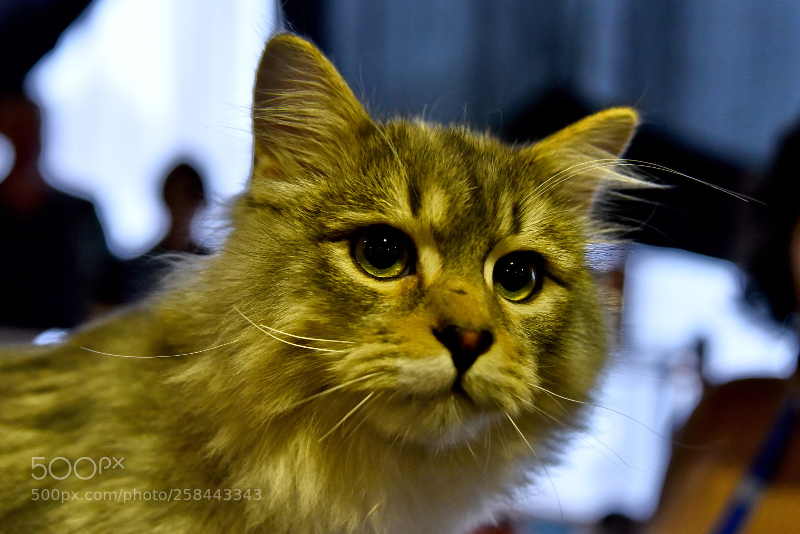 Nikon D750 sample photo. Furry cat photography