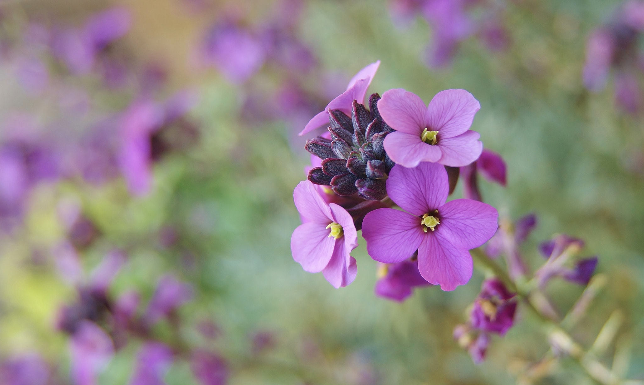 Sony Alpha DSLR-A380 sample photo. My favorite purple flowers ... :-) photography