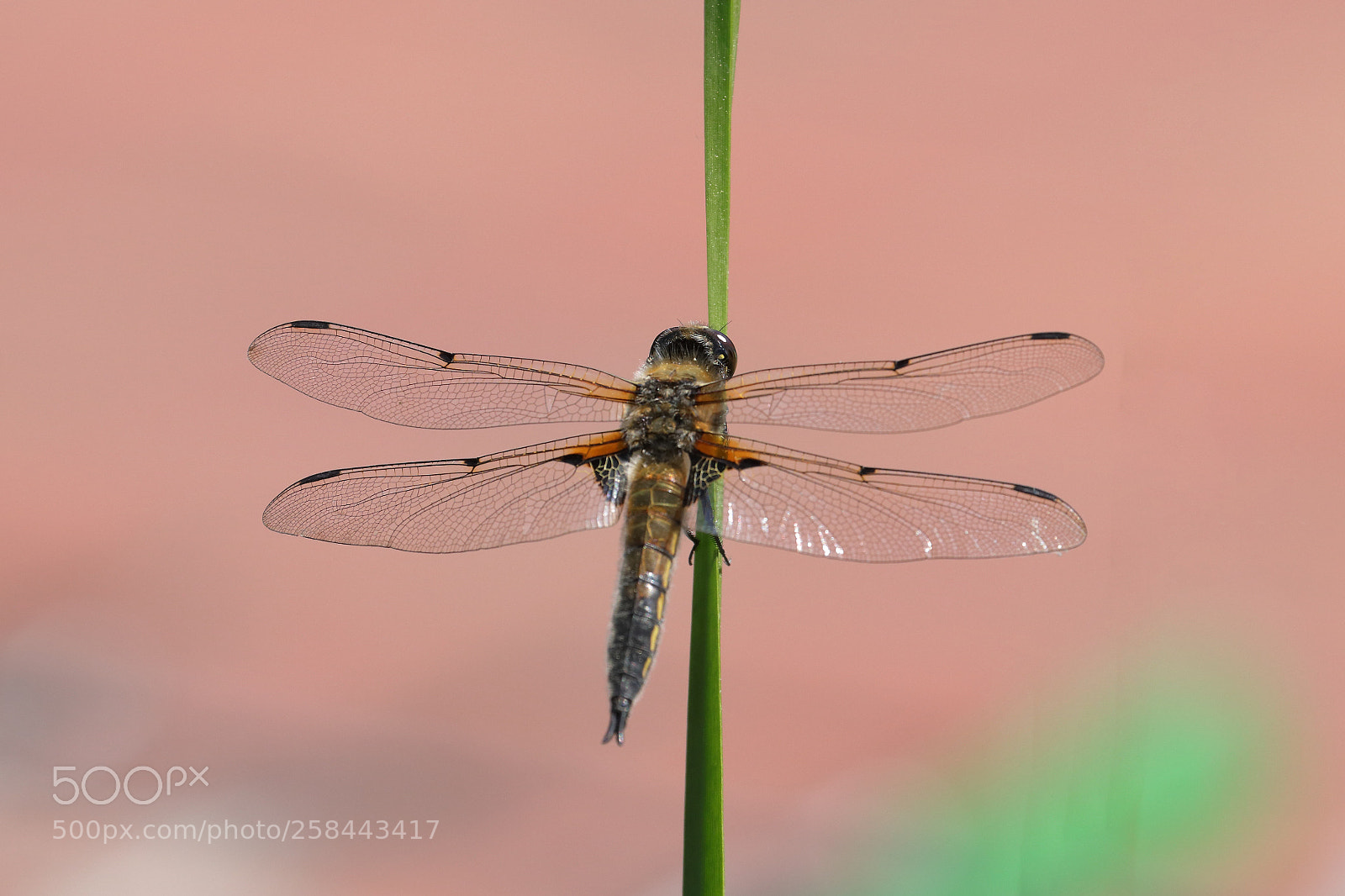Canon EOS 80D sample photo. Dragon fly photography