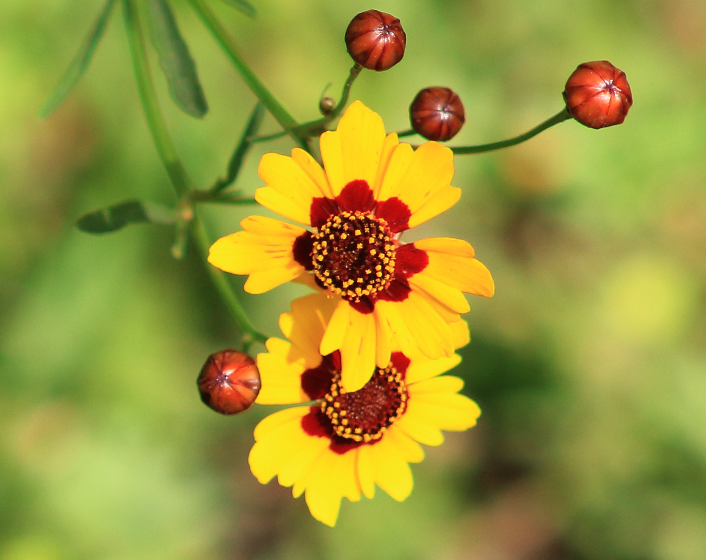Canon EF 75-300mm f/4-5.6 sample photo. Texastickseed coreopsis gladiata (coastalplain tickseed photography