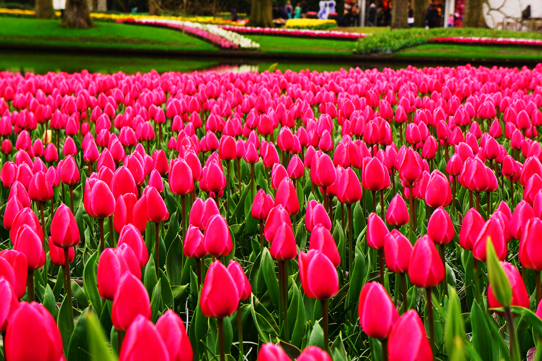Sony E 18-55mm F3.5-5.6 OSS sample photo. Strawberry fields photography