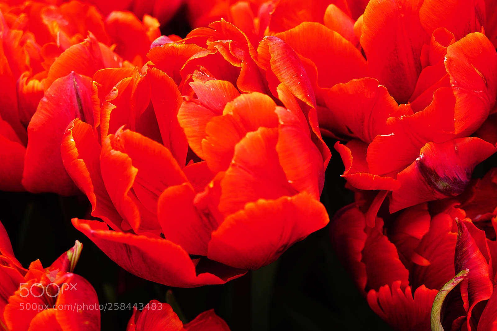 Sony a6000 sample photo. Fireflower photography