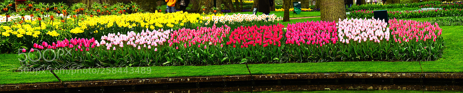 Sony a6000 sample photo. Panorama keukenhof photography