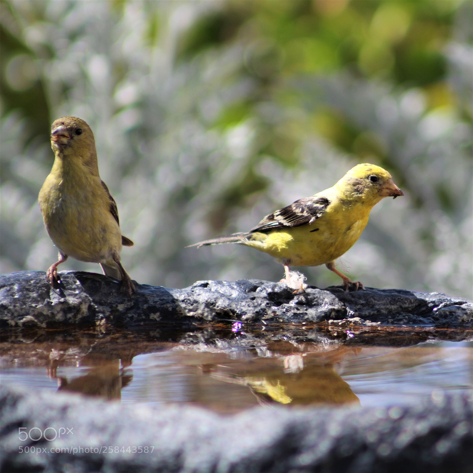 Canon EOS 1300D (EOS Rebel T6 / EOS Kiss X80) sample photo. Goldfinches at the bird photography