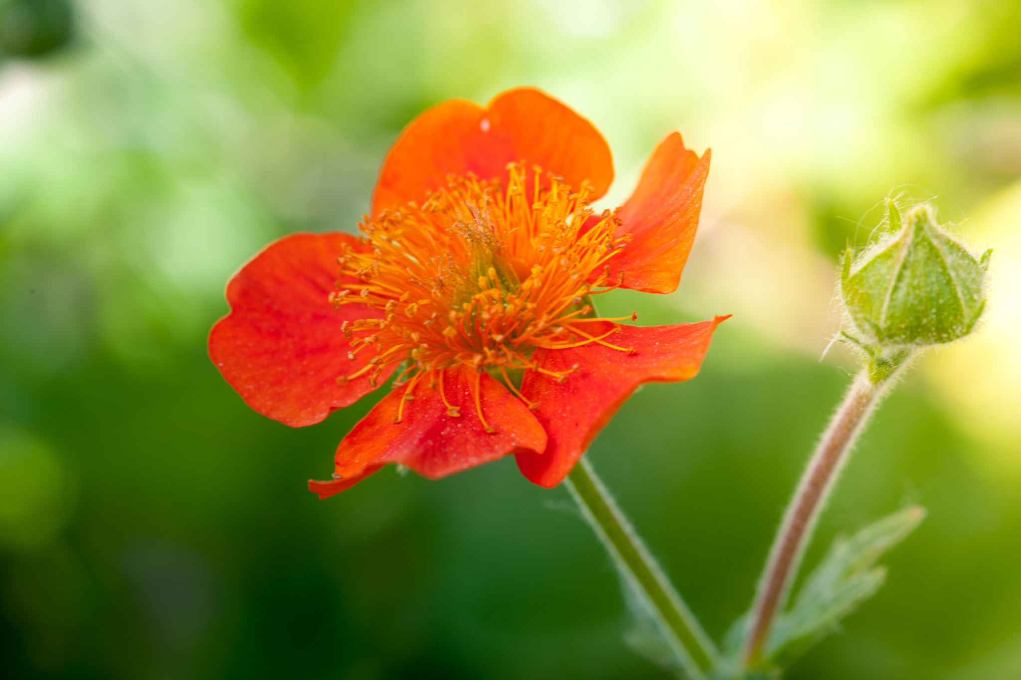 Nikon D3X sample photo. Spring garden flower series photography