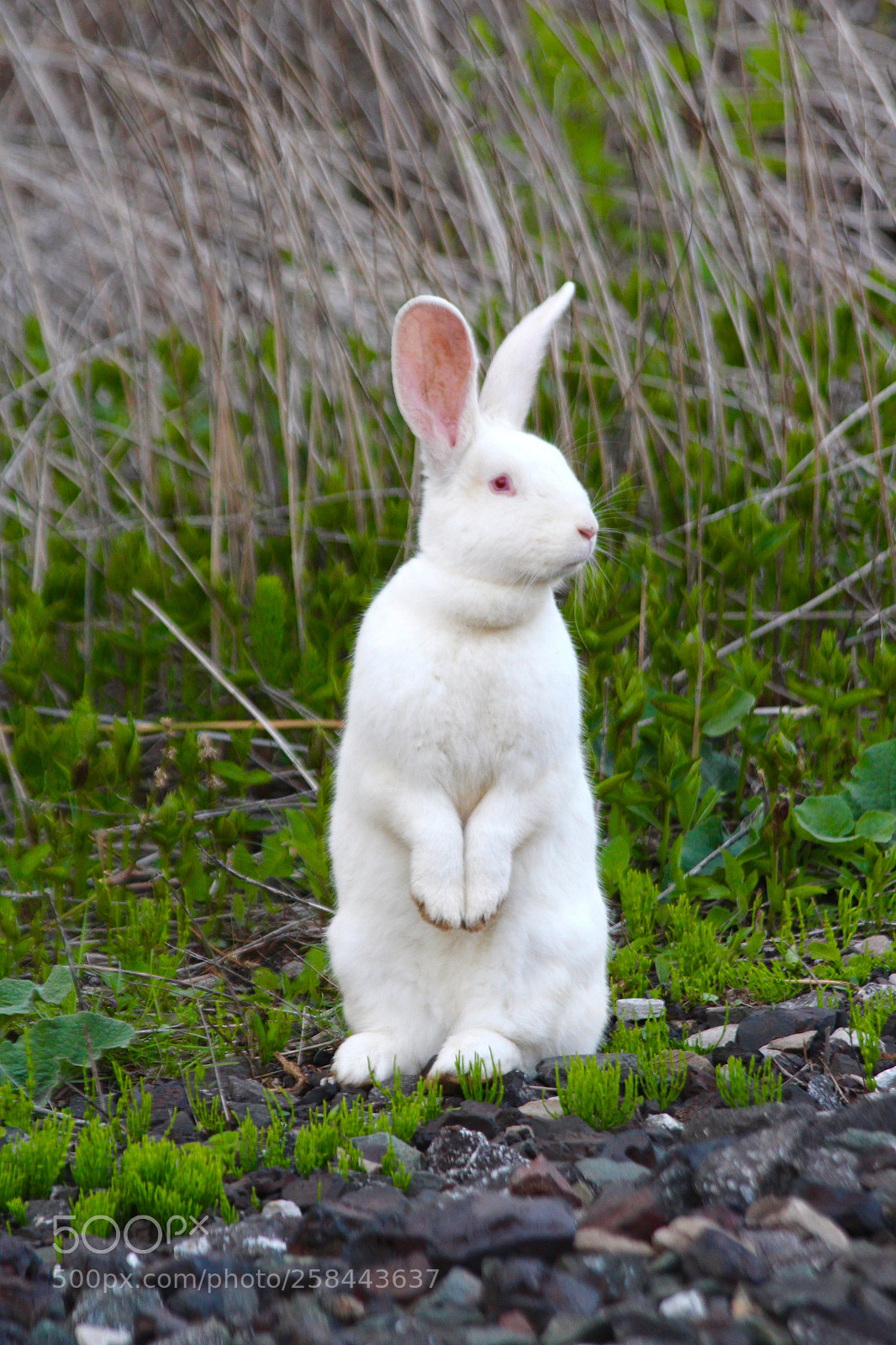 Canon EOS 700D (EOS Rebel T5i / EOS Kiss X7i) sample photo. Bunny sentry photography