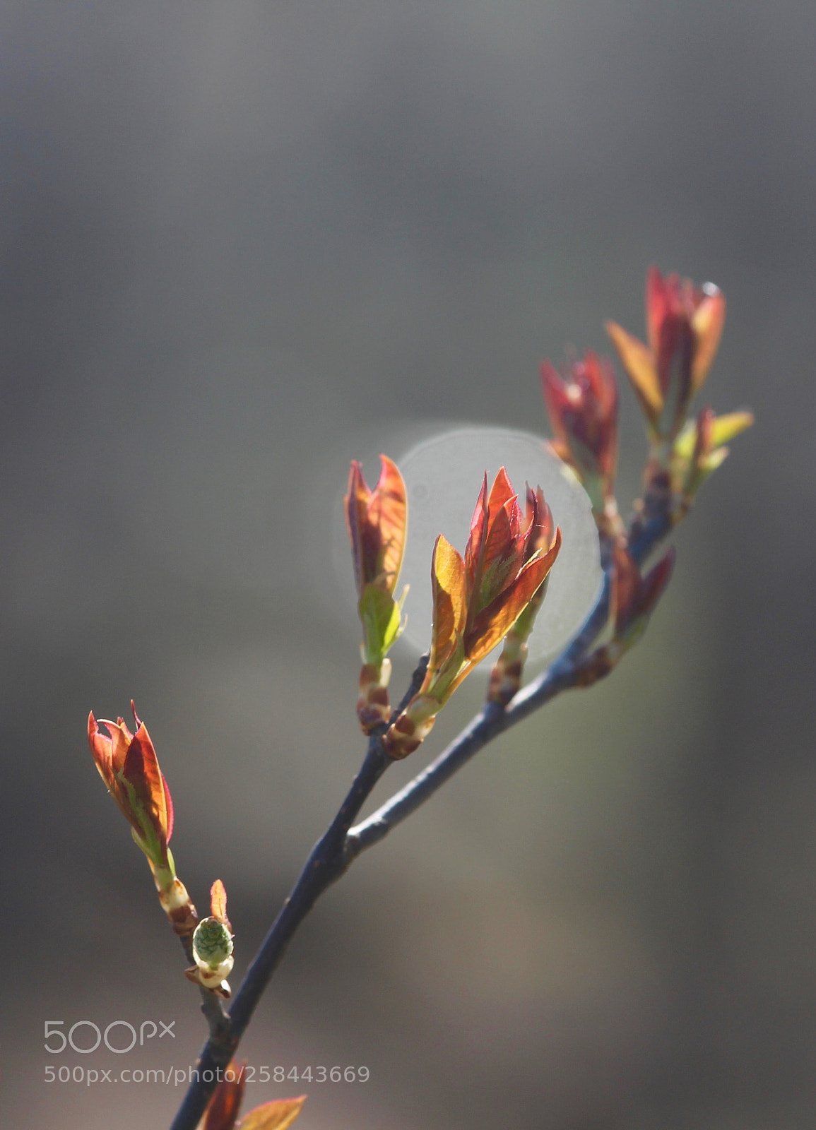 Canon EOS 700D (EOS Rebel T5i / EOS Kiss X7i) sample photo. Spring blooms photography
