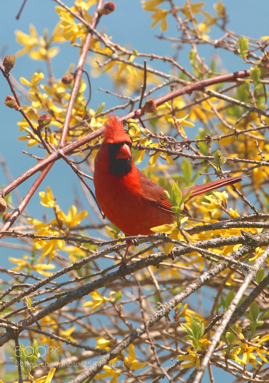 Canon EOS 700D (EOS Rebel T5i / EOS Kiss X7i) sample photo. Springtime cardinal photography